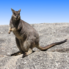 Australian Mammals simgesi