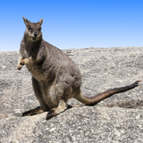 Australian Mammals 图标