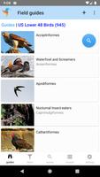 US Birds постер