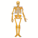 Anatomía Sistema Esquelético APK