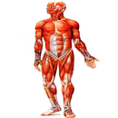 Anatomía Sistema Muscular APK