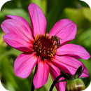 APK Insetti LWP