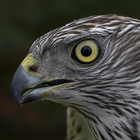 Raptors Accipiter ícone