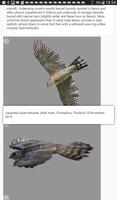 Raptors Accipiter screenshot 1