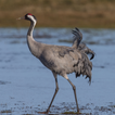 Crane bird sounds