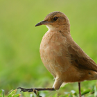 Argentina bird sounds icône