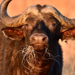 Buffalo and Bison sounds