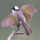 Bulbul bird sounds icon