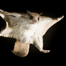 Flying Squirrel sounds APK