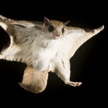 Flying Squirrel sounds