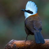 Lachender Drosselvogel Zeichen