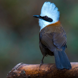 Laughing thrush sounds ícone