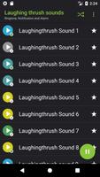 Laughing thrush sounds poster