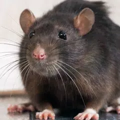 Скачать Appp.io - Mouse and Rat sounds APK
