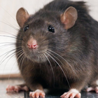 Mouse and Rat sounds Zeichen