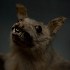 Scary Animal sounds icon