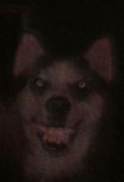 Scary Animal sounds poster
