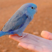 Parrotlet Sounds