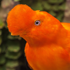 Appp.io - sons d'oiseaux Pérou icône