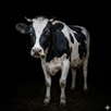 Cow Sounds APK
