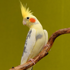 Cockatiel Sounds icon