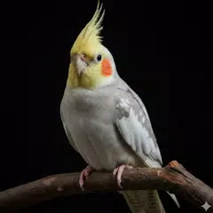 Nymphensittich-Geräusche