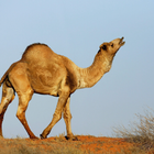 Camel Sounds آئیکن