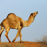 Camel Sounds icon