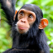 Chimpanzee sounds