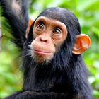 Chimpanzee sounds simgesi