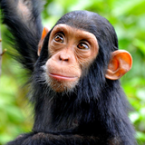 Chimpanzee sounds آئیکن