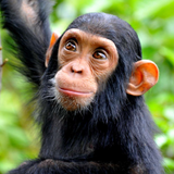 Chimpanzee sounds icon