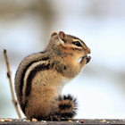 آیکون‌ Chipmunk Sounds