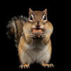Chipmunk Sounds APK