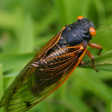 Cicada Sounds icon