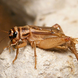 Crickets Sounds icon