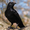 Crow Sounds