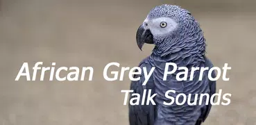 African Grey Parrot Sounds