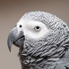 African Grey Parrot Sounds APK 下載