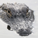 Alligatorgeräusche APK