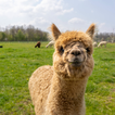 Appp.io - Alpaca Sounds