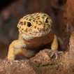 Appp.io - Sons Gecko