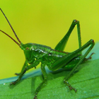 Heuschreckengeräusche Zeichen