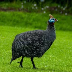 Guinea Fowl Sounds & Calls XAPK Herunterladen