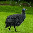 Guinea Fowl Sounds ไอคอน