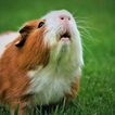 Meerschweinchengeräusche