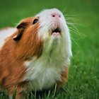 Meerschweinchengeräusche Zeichen