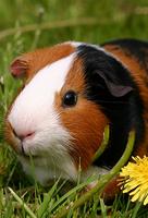 Meerschweinchengeräusche Plakat