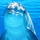 Sons des dauphins icône