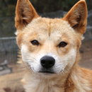 Dingo sounds APK